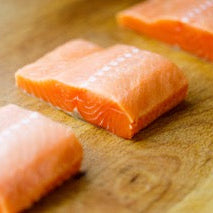 Coho Salmon