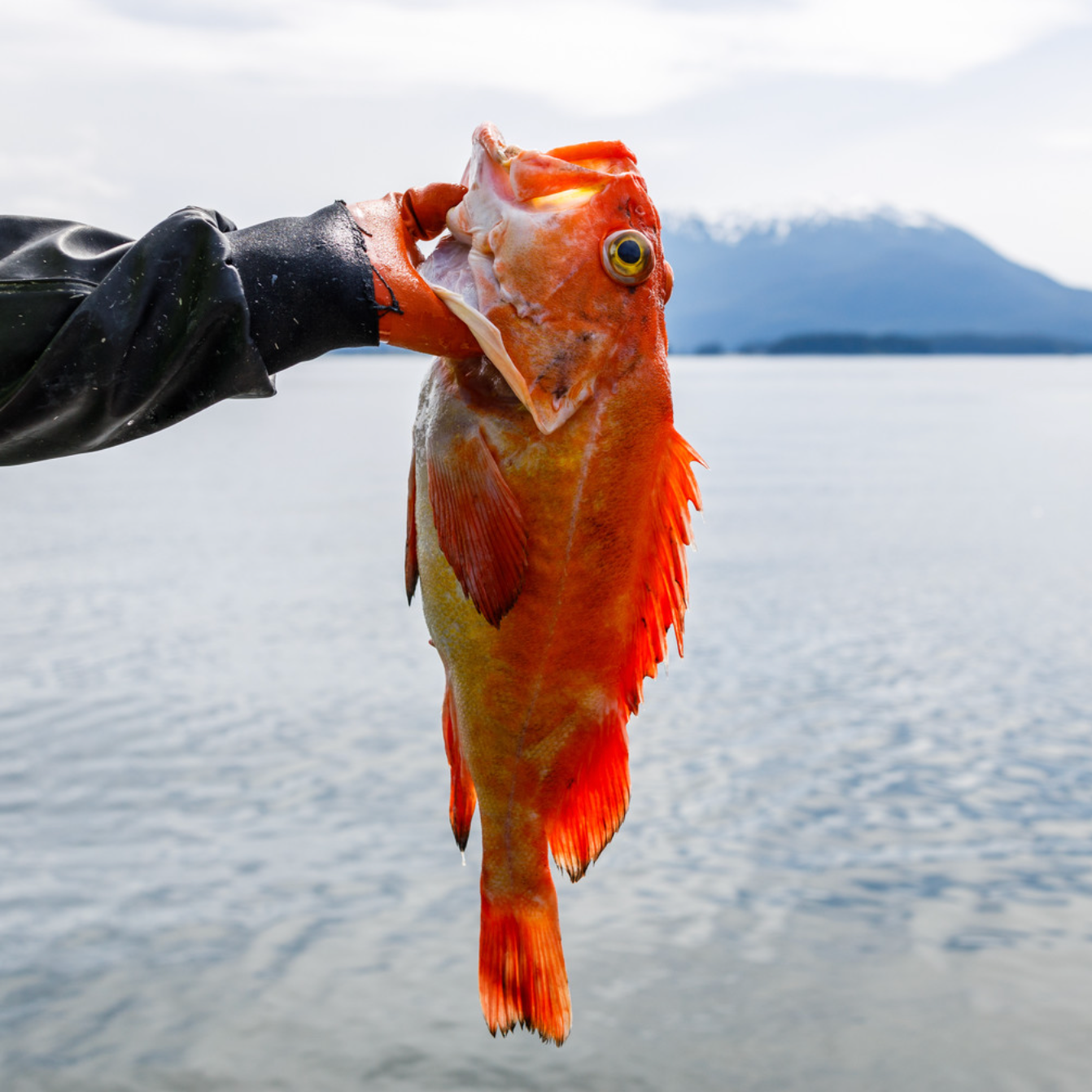 Person holding wild caught rock fish