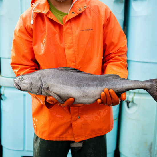 Fisherman holding sablefish 