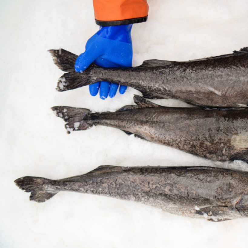 Sablefish over ice