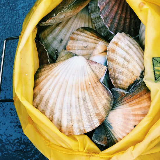 Scallops in bag caught on boat