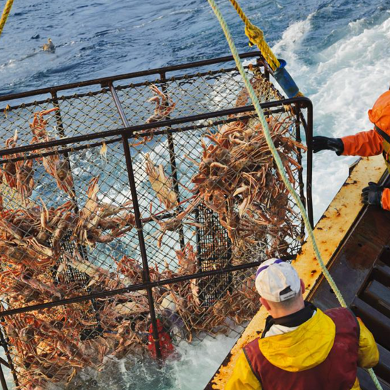 Crab in cage being pulled on boat